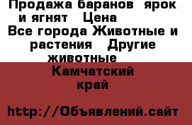 Продажа баранов, ярок и ягнят › Цена ­ 3 500 - Все города Животные и растения » Другие животные   . Камчатский край